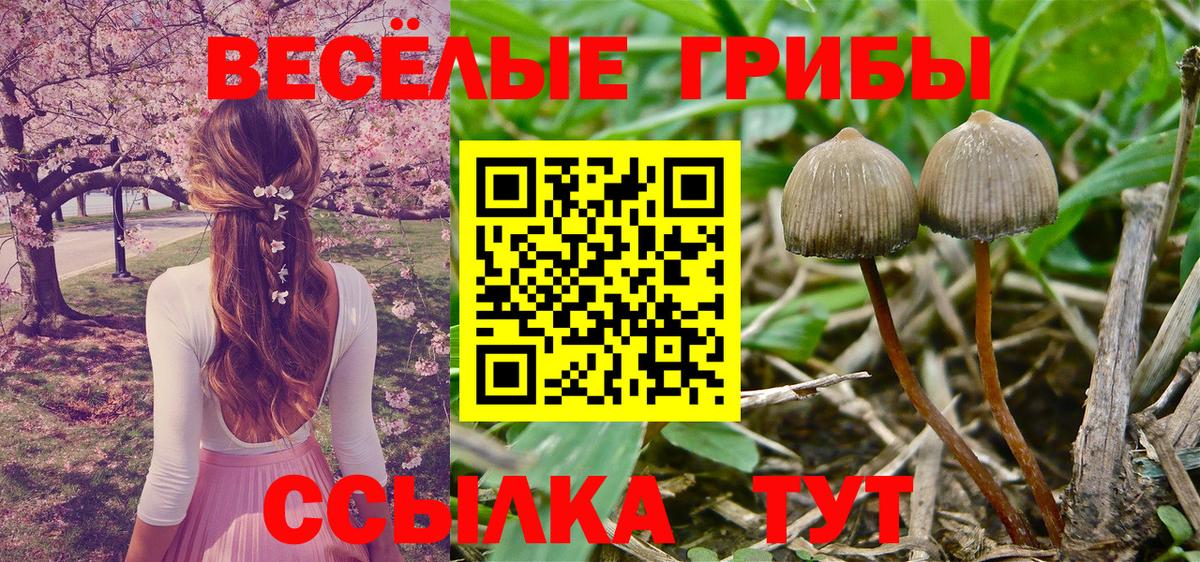 Псилоцибиновые грибы Psilocybine cubensis Волжск